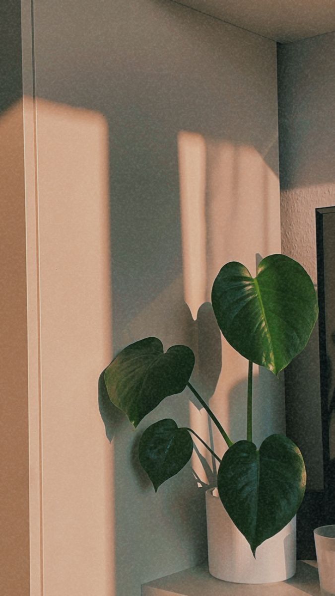 Imagen de una planta de interior de Azalea