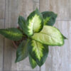 Dieffenbachia Mariana