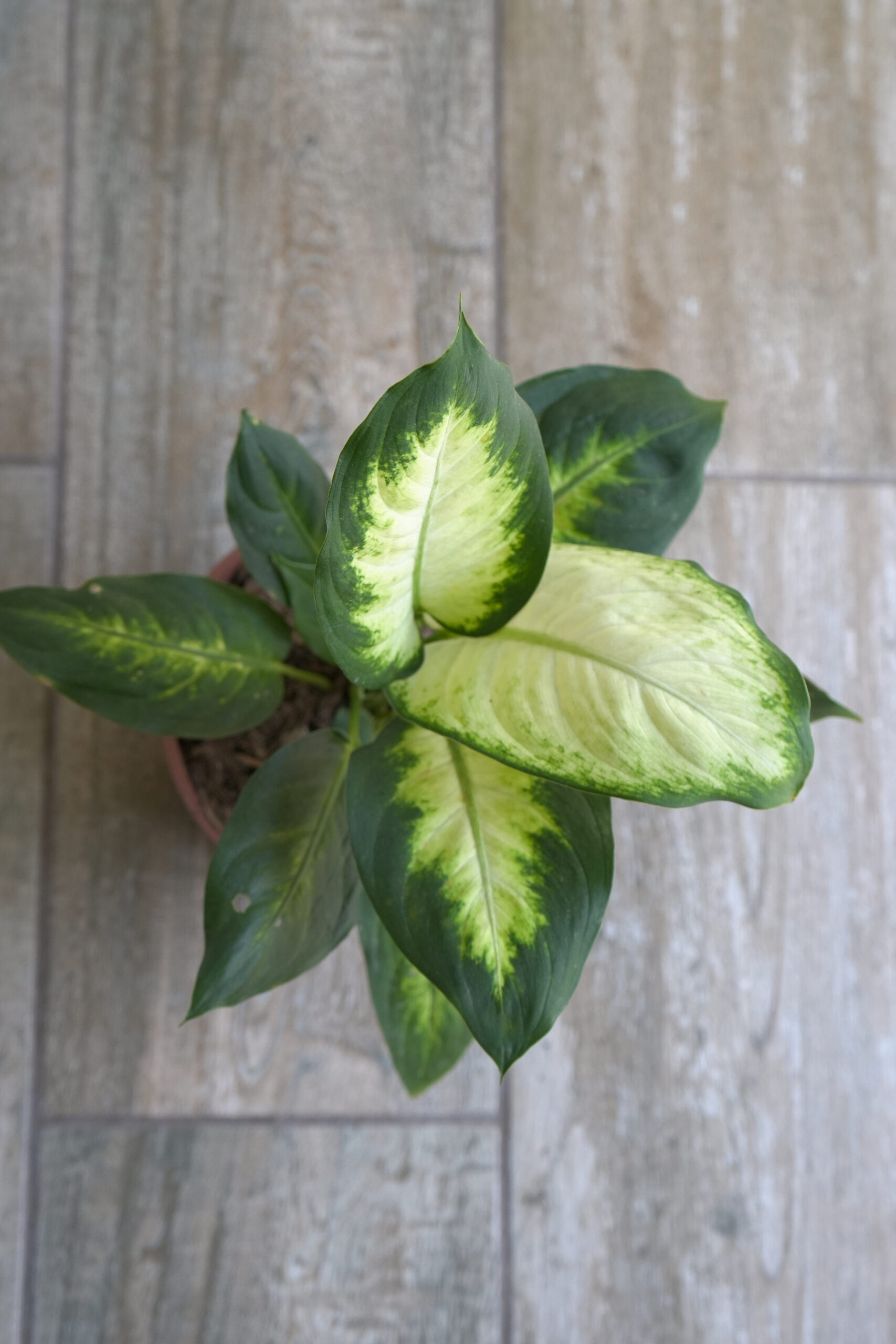 Dieffenbachia Mariana