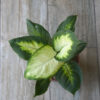 Dieffenbachia Mariana