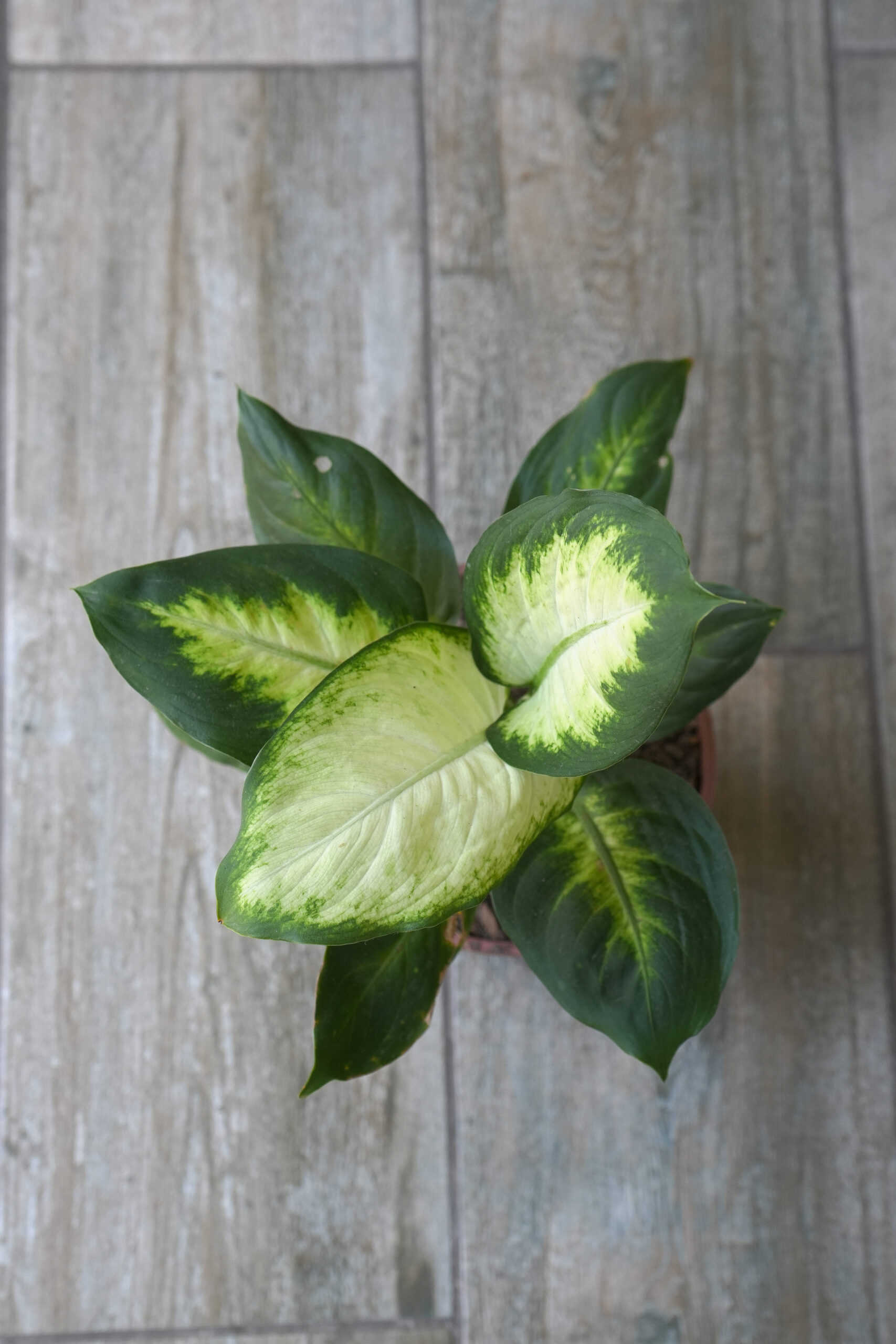 Dieffenbachia Mariana