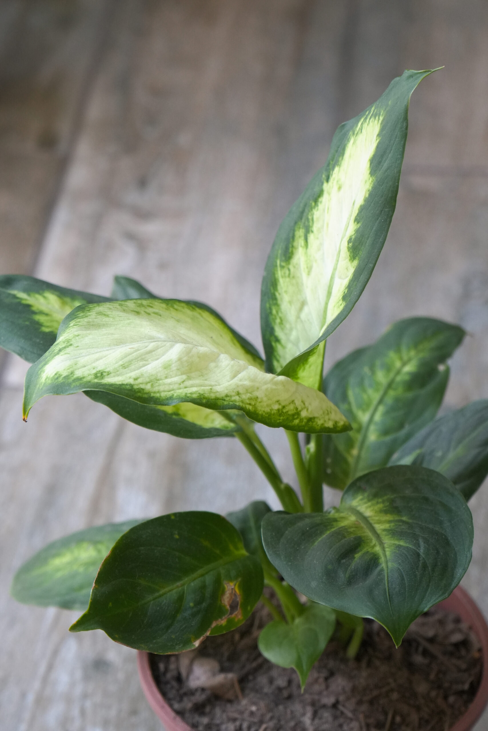 Dieffenbachia Mariana