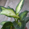 Dieffenbachia Mariana