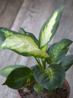 Dieffenbachia Mariana