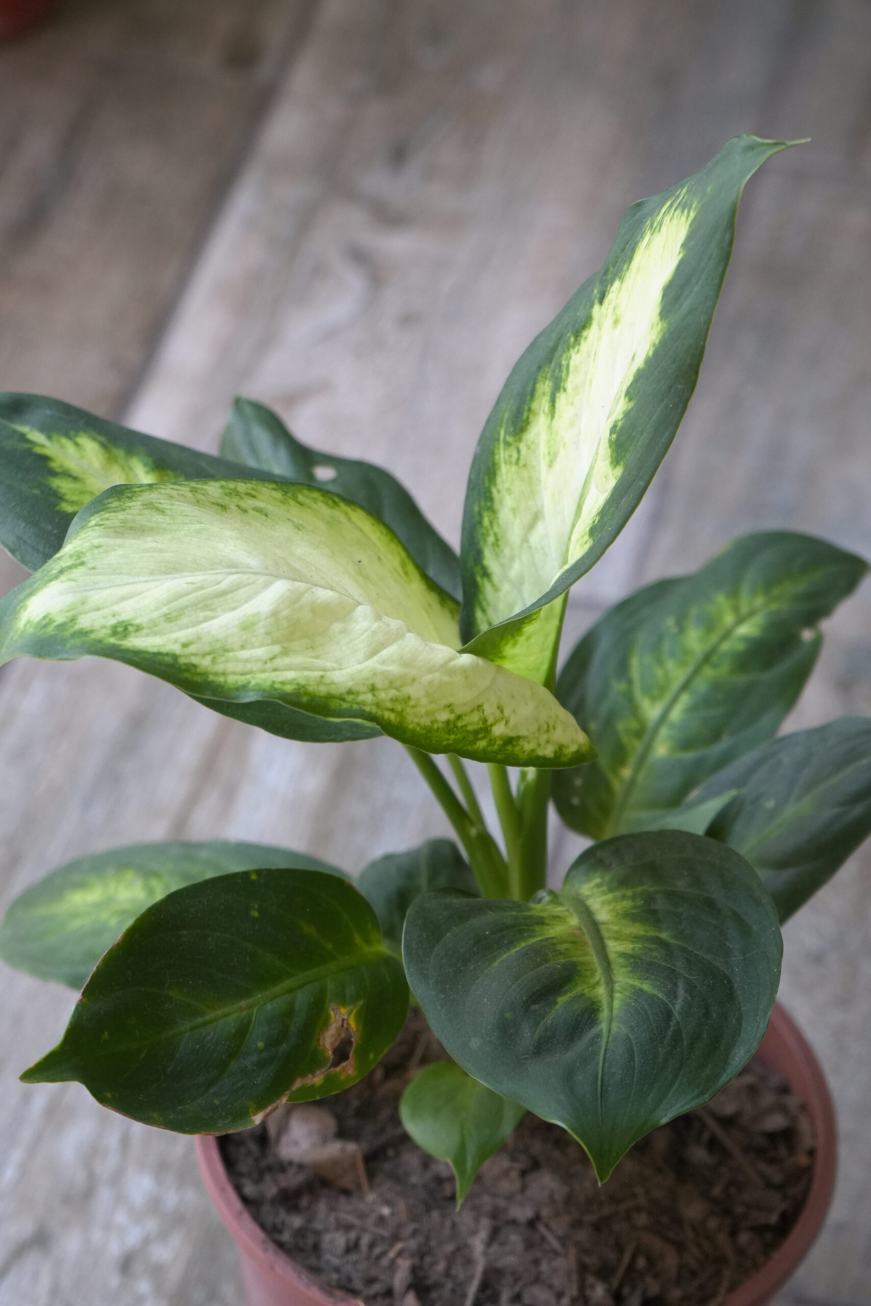 Dieffenbachia Mariana