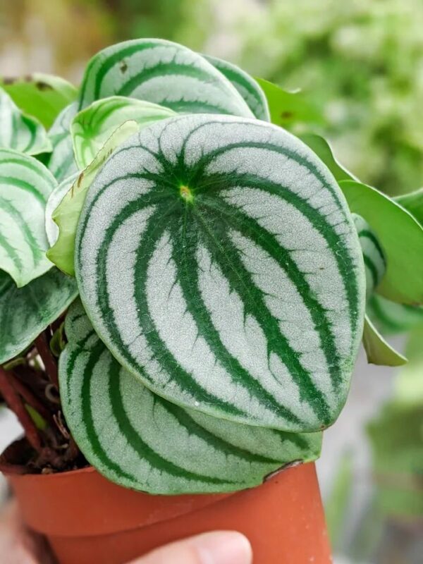 Peperomia Sandía