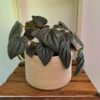 Peperomia negra