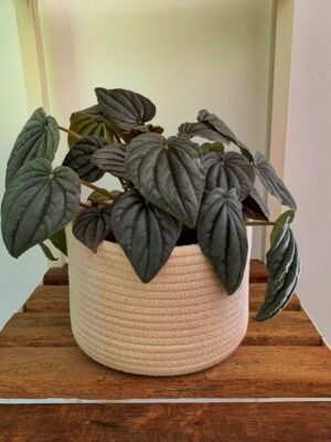 Peperomia negra