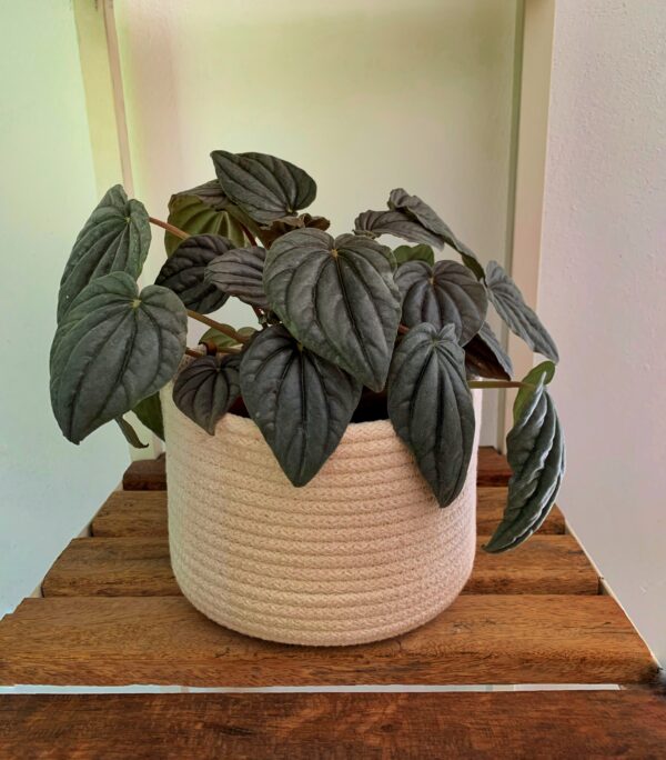 Peperomia negra