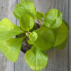 Peperomia Verde