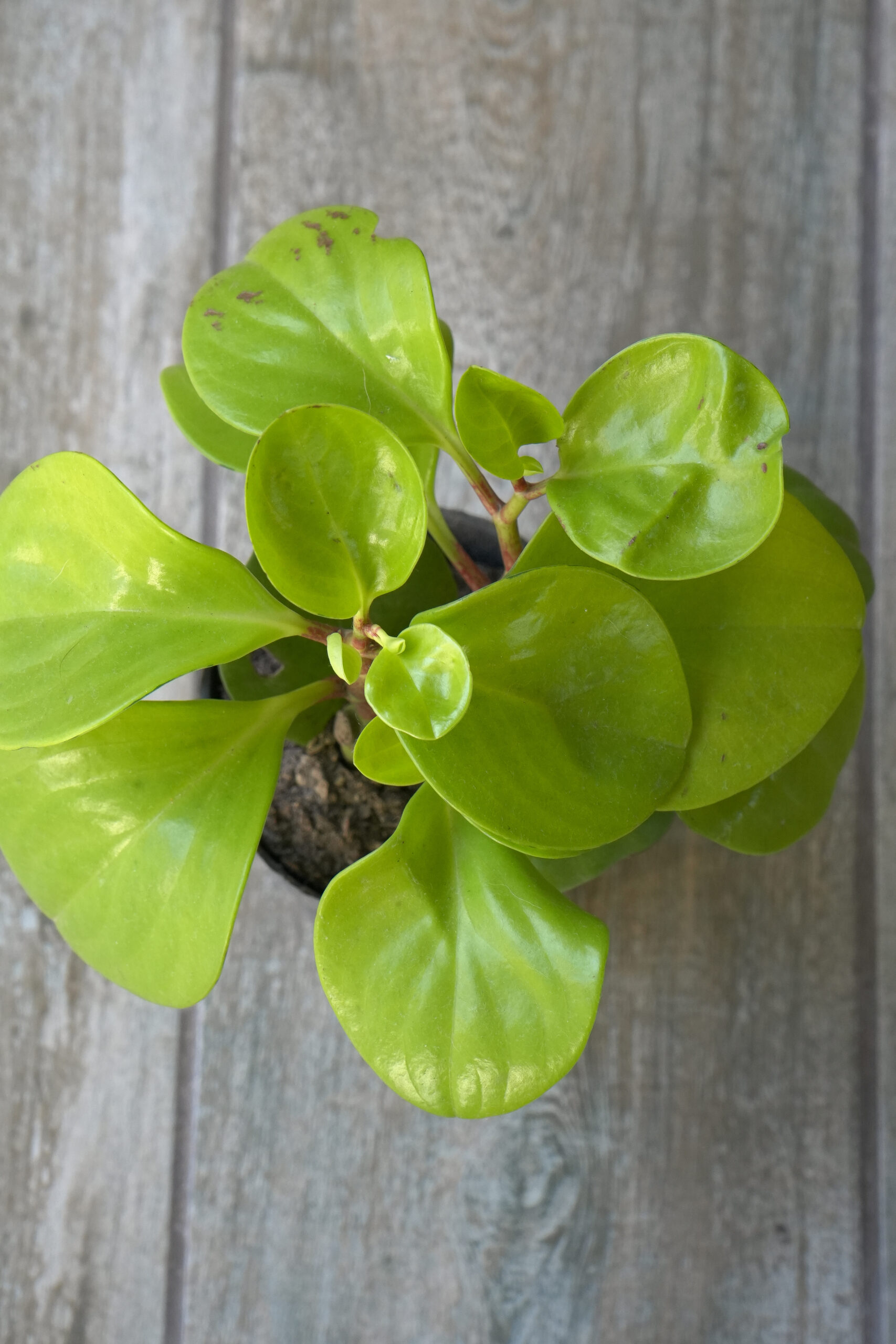 Peperomia Verde