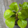 Peperomia Verde
