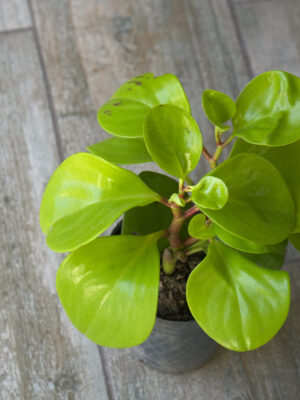 Peperomia Verde