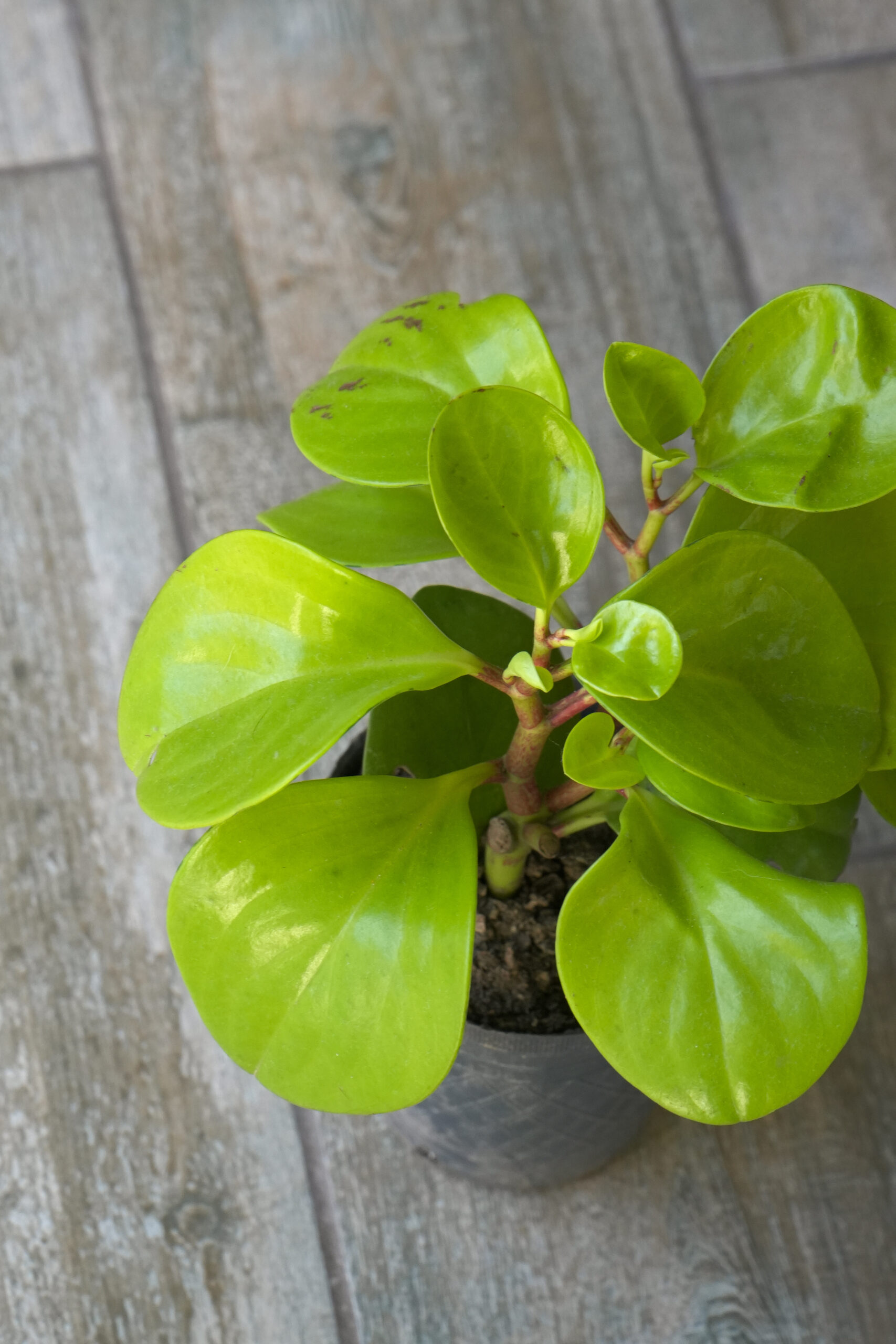 Peperomia Verde