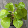 Peperomia Verde