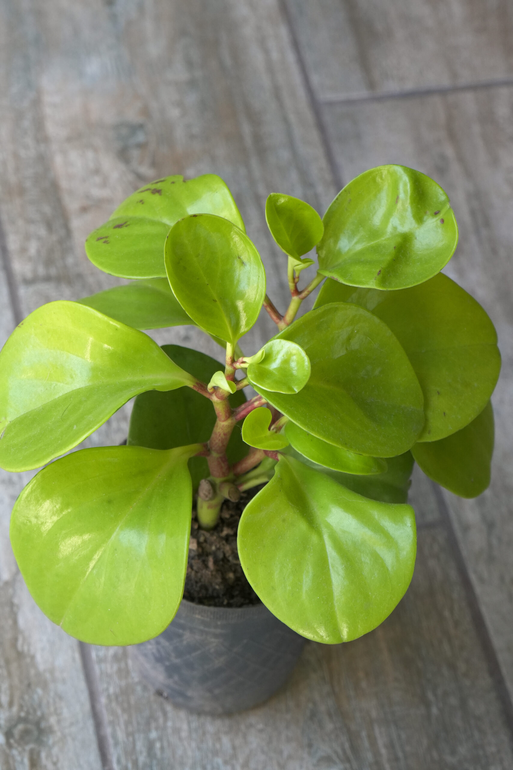Peperomia Verde