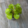 Peperomia Verde