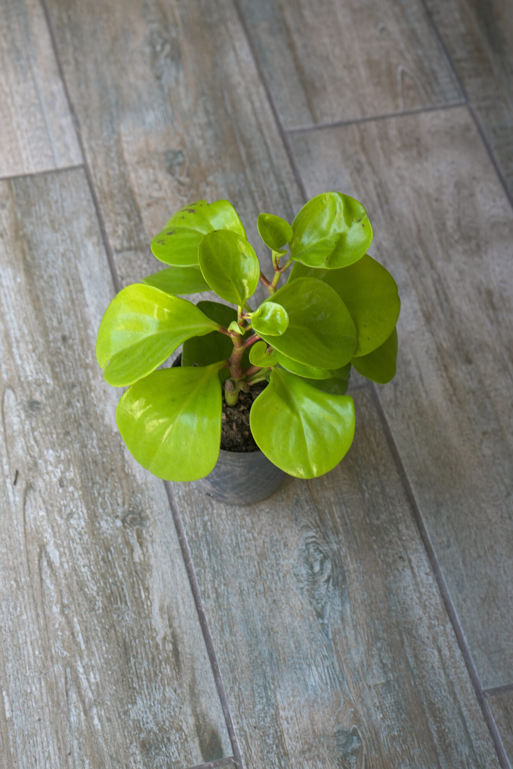 Peperomia Verde