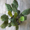 Calathea Maranta Puerto Rico
