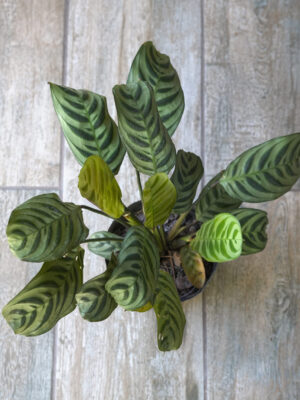 Calathea Maranta Puerto Rico
