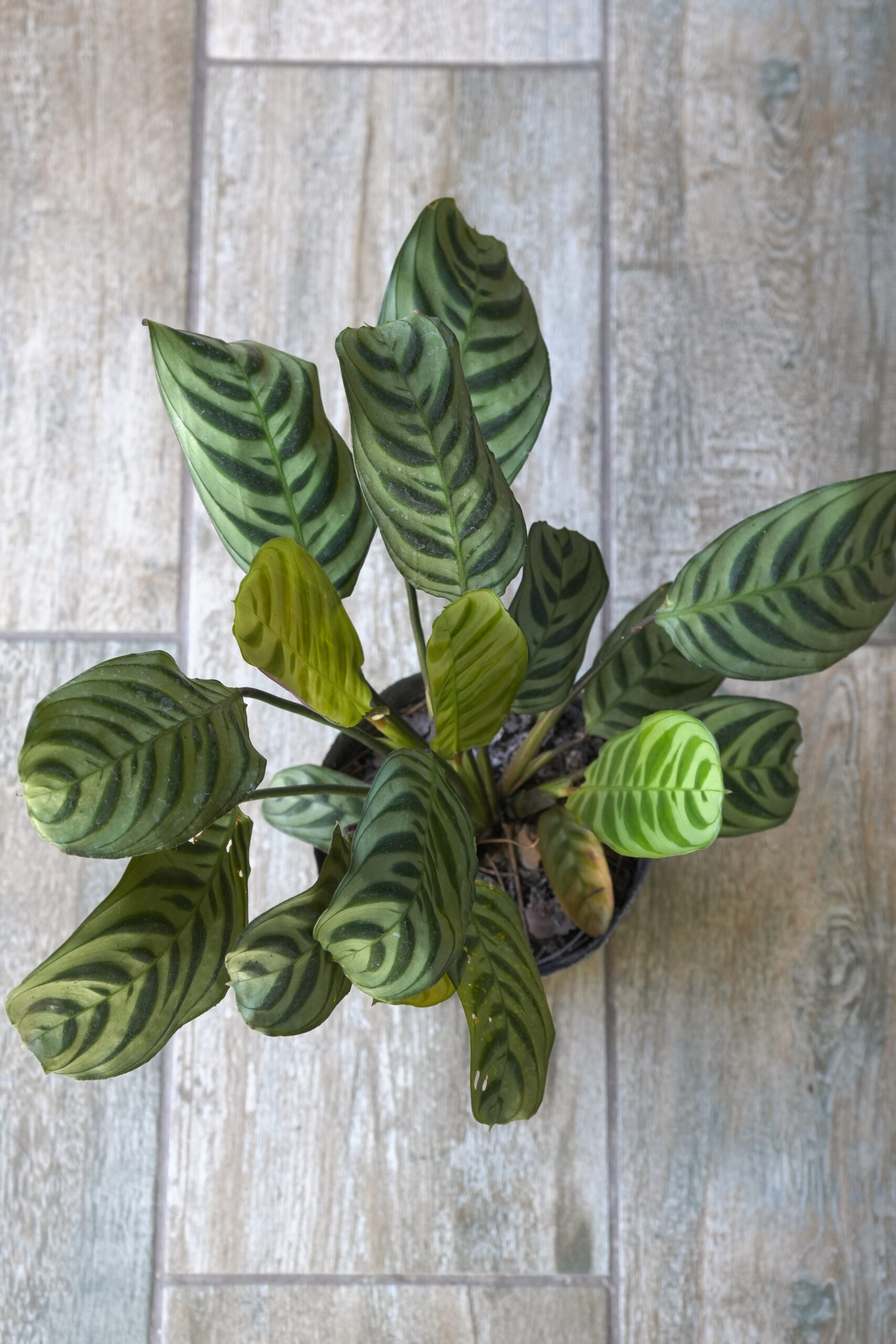 Calathea Maranta Puerto Rico