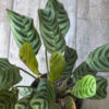 Calathea Maranta Puerto Rico