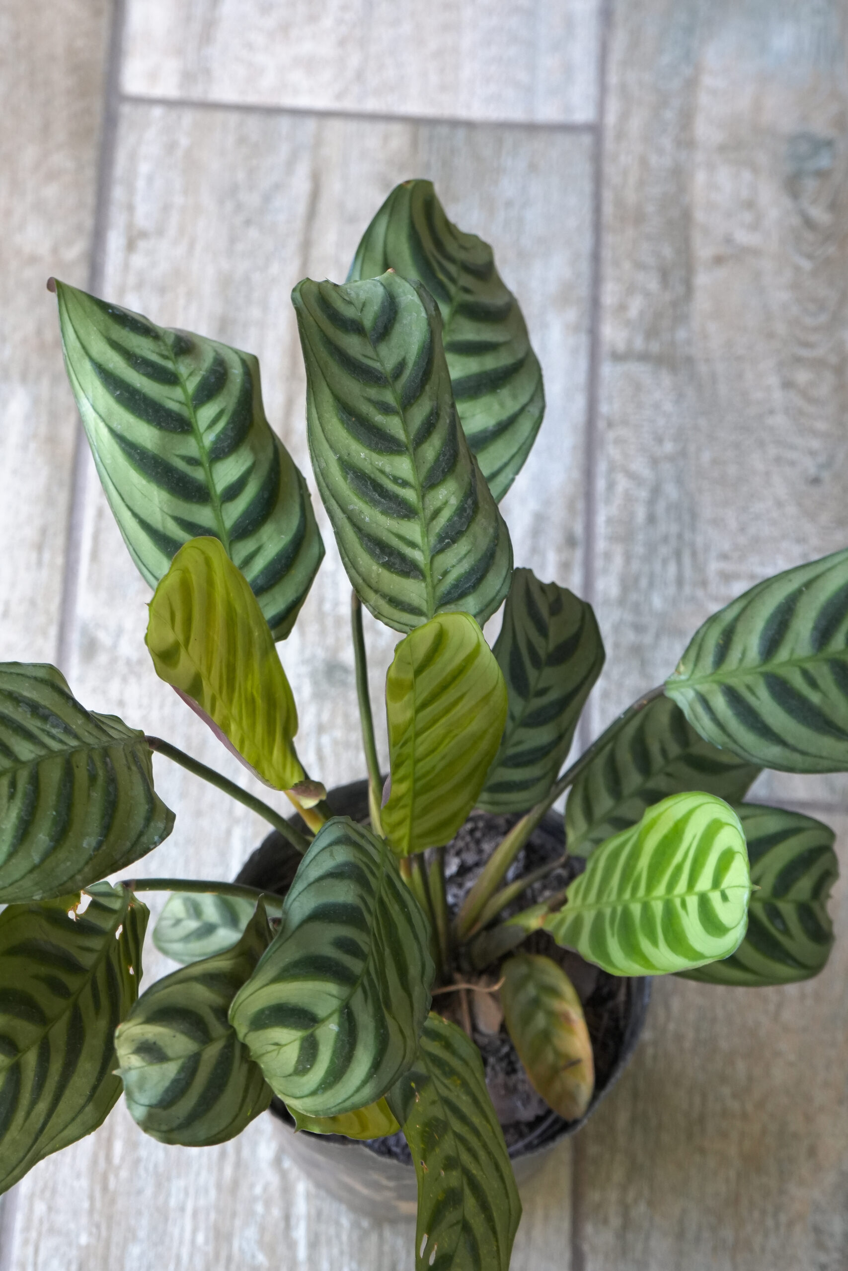 Calathea Maranta Puerto Rico