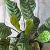 Calathea Maranta Puerto Rico