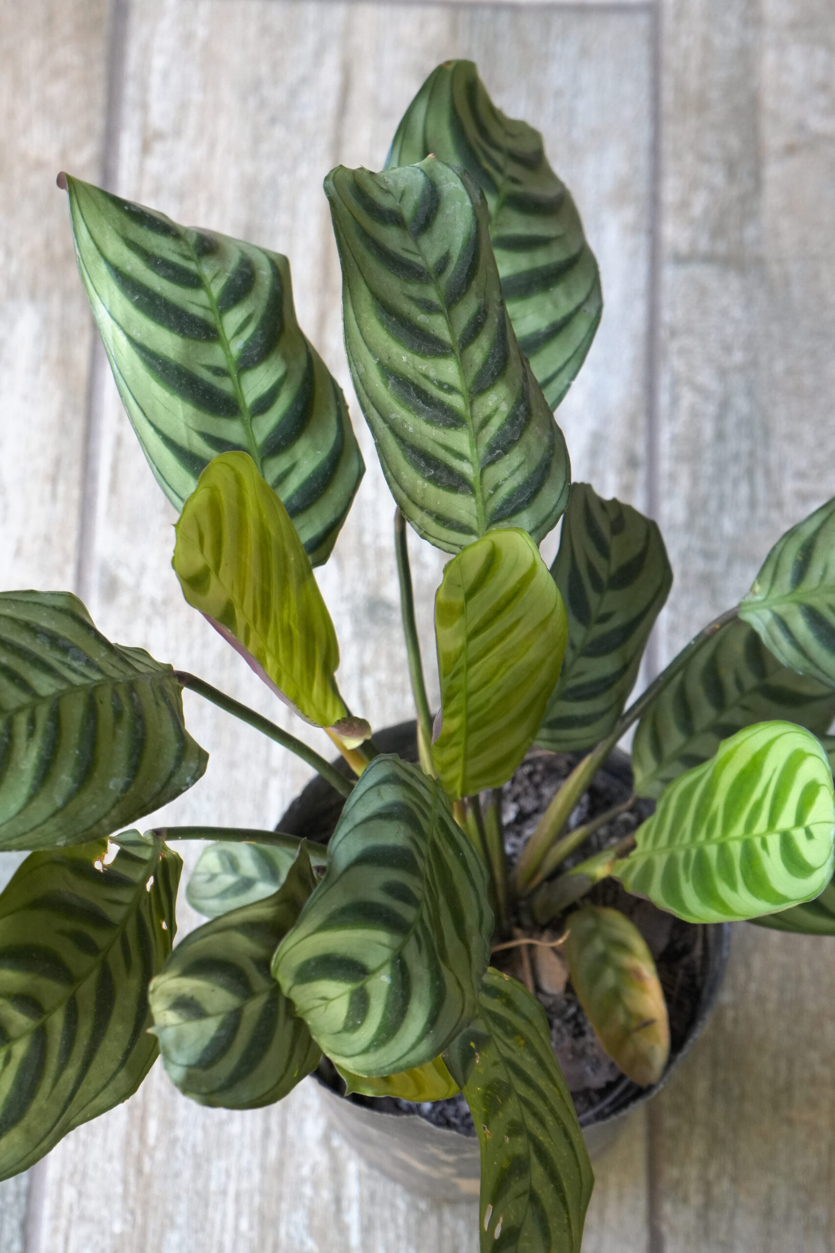 Calathea Maranta Puerto Rico