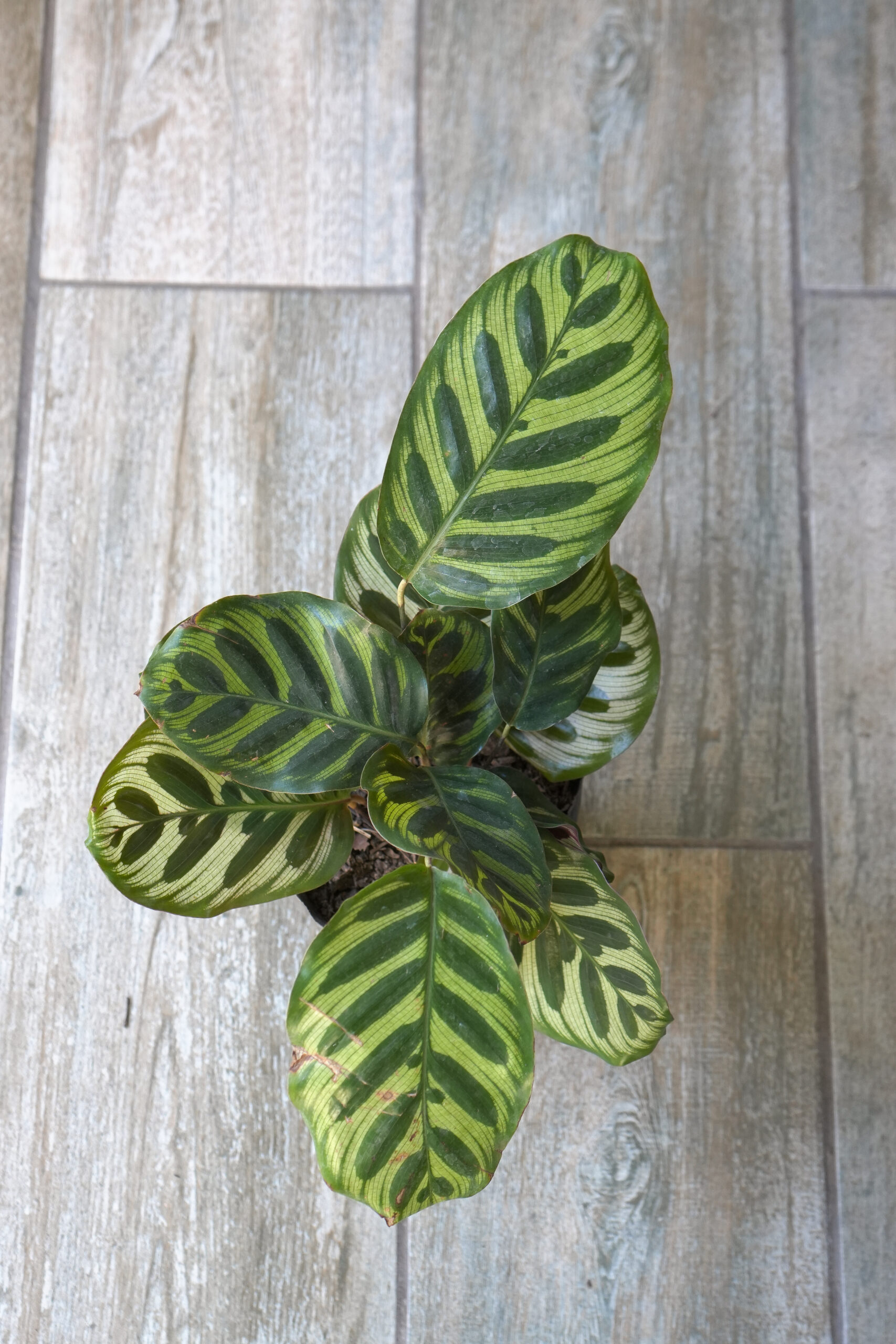 Calathea Makoyana