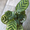 Calathea Makoyana