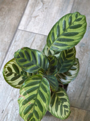 Calathea Makoyana