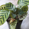 Calathea Makoyana