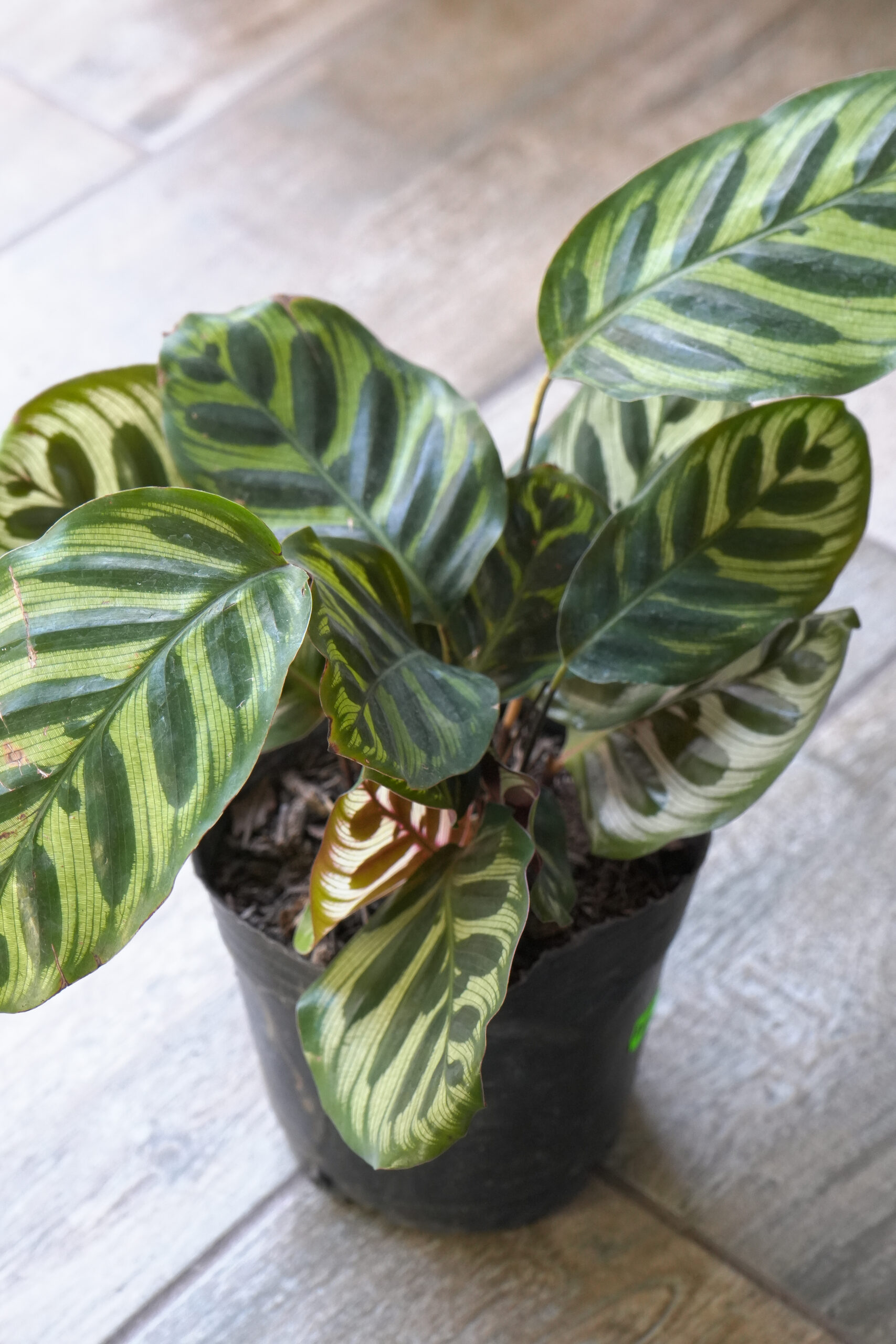 Calathea Makoyana
