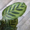 Calathea Makoyana
