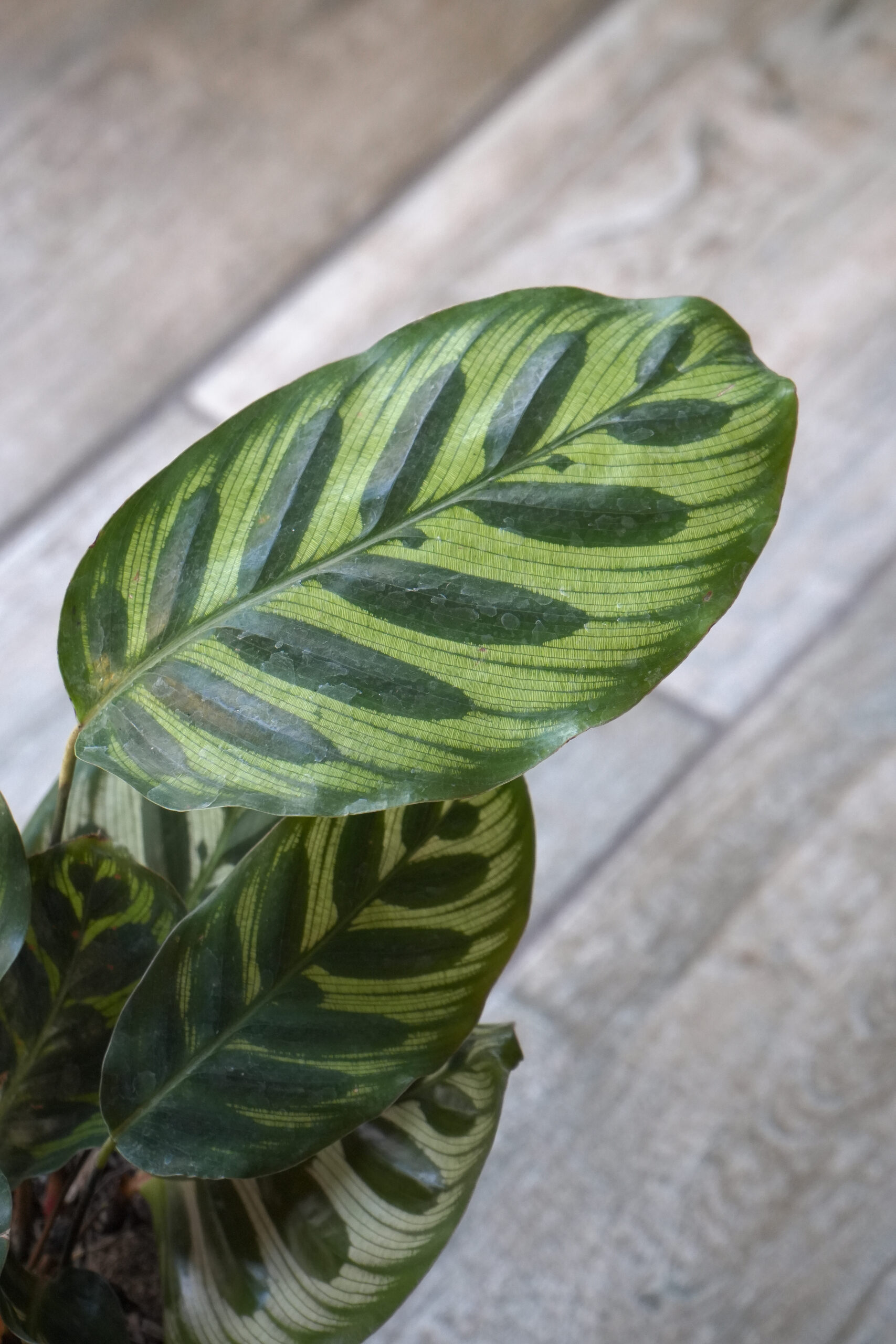 Calathea Makoyana