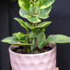 Peperomia Disciplinada