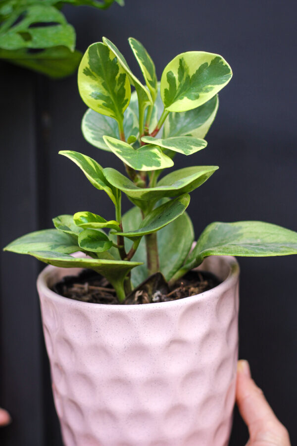 Peperomia Disciplinada