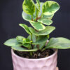 Peperomia Disciplinada