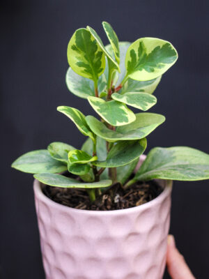 Peperomia Disciplinada
