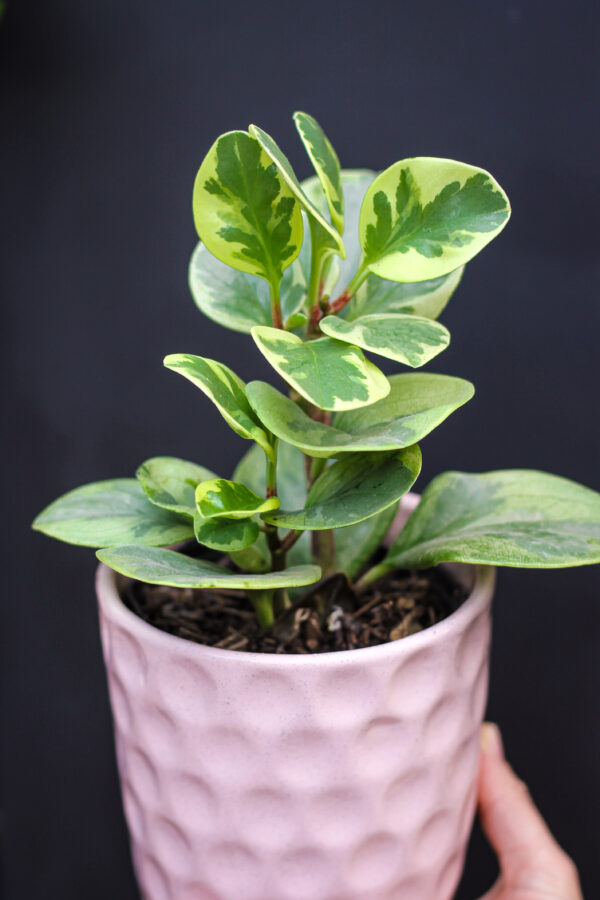 Peperomia Disciplinada