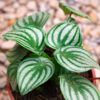Peperomia Sandía