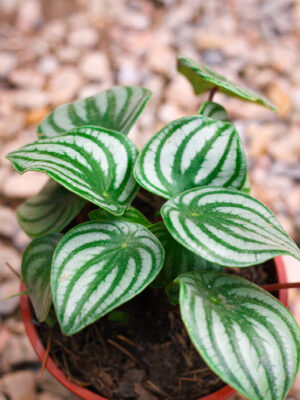 Peperomia Sandía
