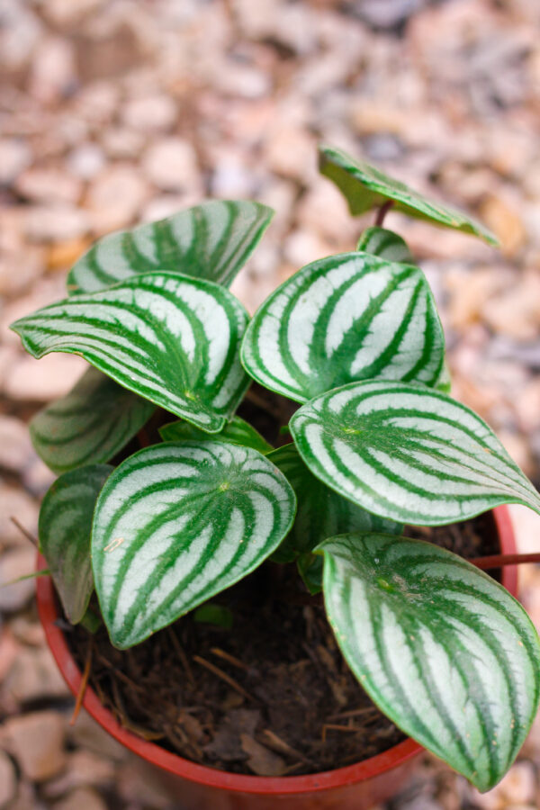 Peperomia Sandía