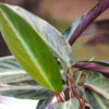 Stromanthe negra