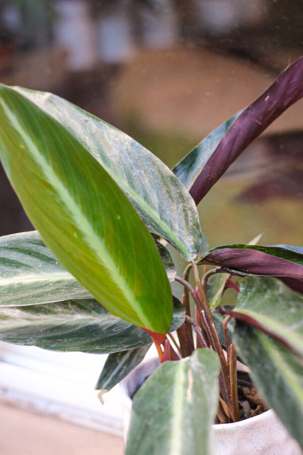 Stromanthe negra