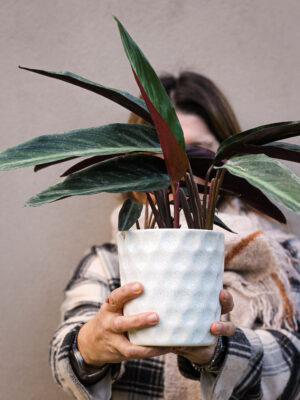 Stromanthe negra
