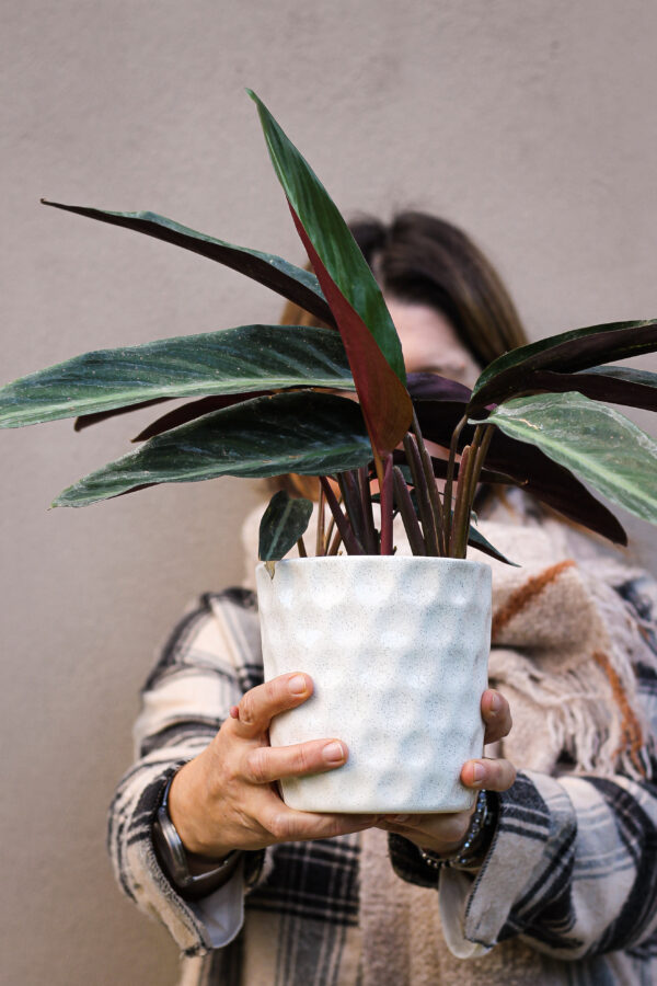 Stromanthe negra