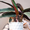 Stromanthe negra