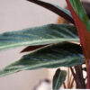 Stromanthe negra